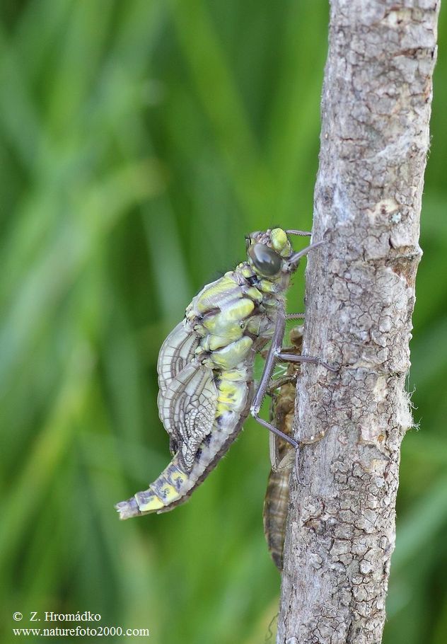 Club-tailed dragonfly Common Clubtail, Gomphus vulgatissimus, Anisoptera (Dragonflies, Odonata)